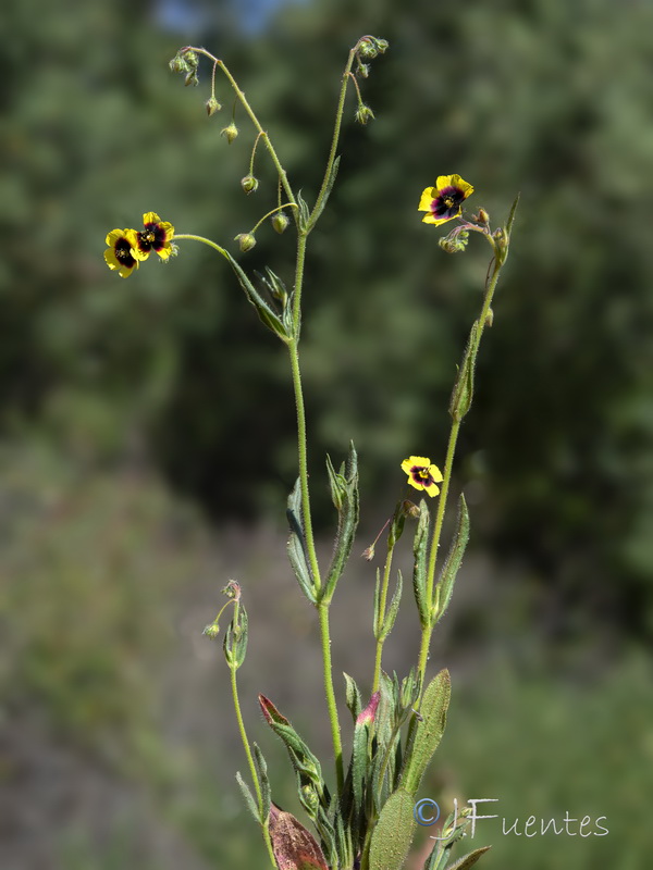 Tuberaria guttata.26