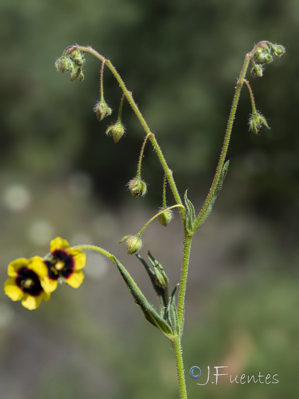Tuberaria guttata.27
