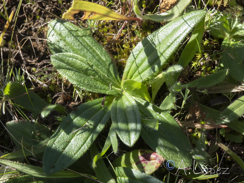 Tuberaria guttata.28