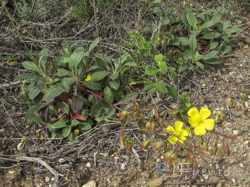 Tuberaria lignosa.01