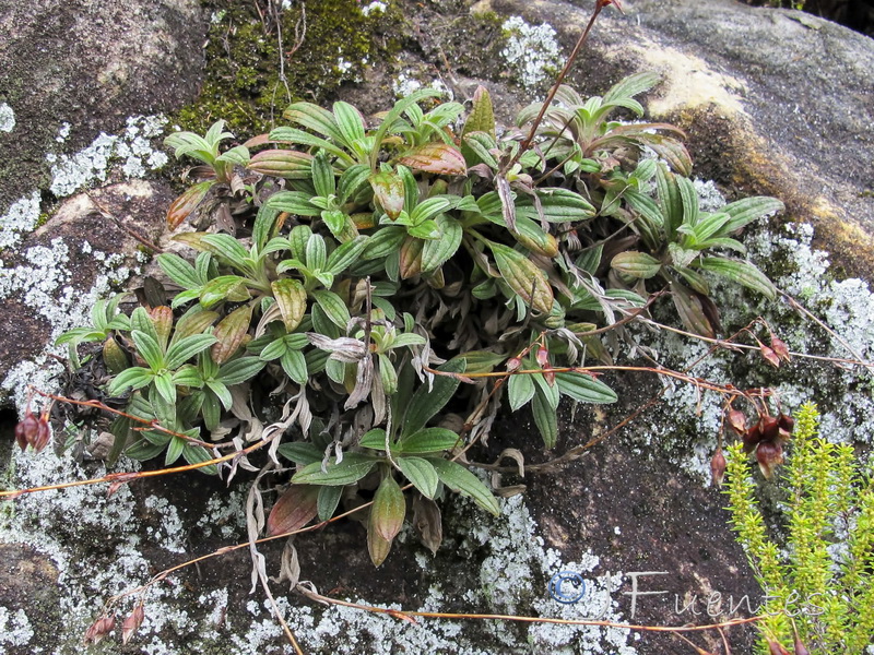 Tuberaria lignosa.02