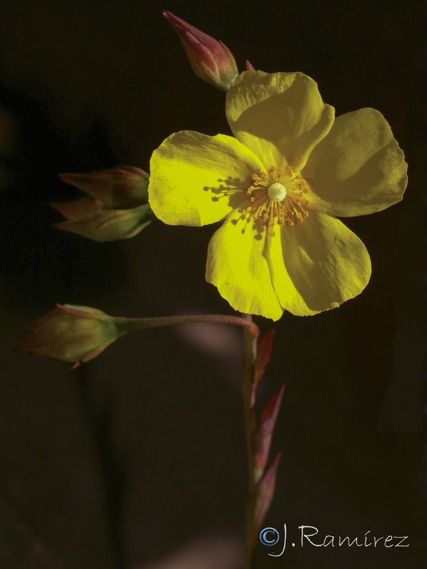 Tuberaria lignosa.04
