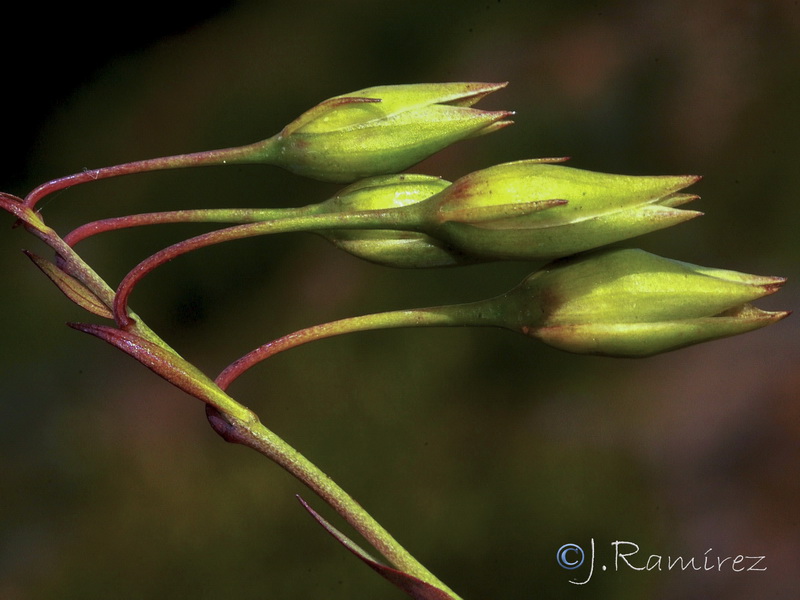 Tuberaria lignosa.06