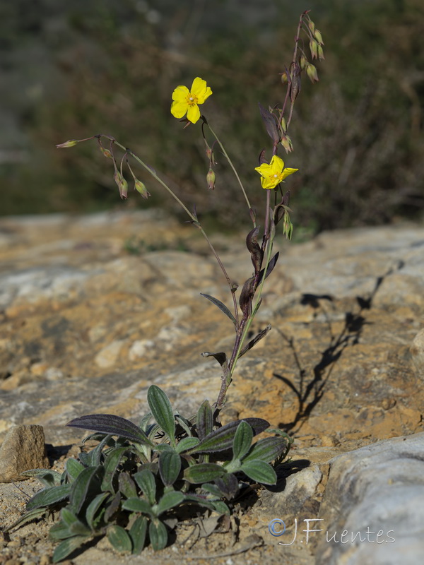 Tuberaria lignosa.17