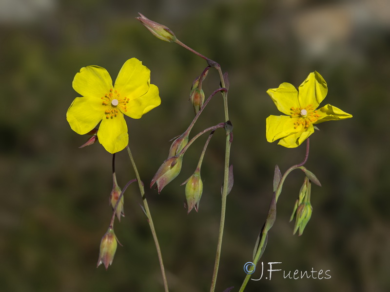 Tuberaria lignosa.03
