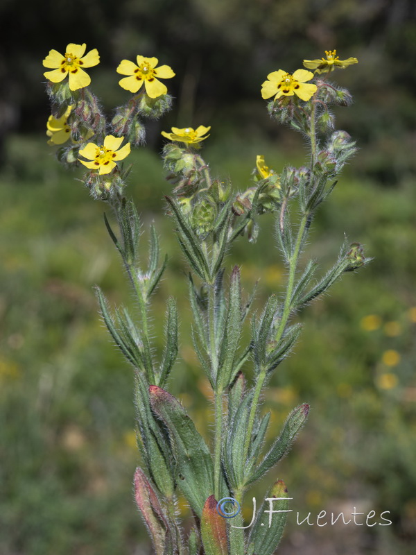 Tuberaria macrosepala.01