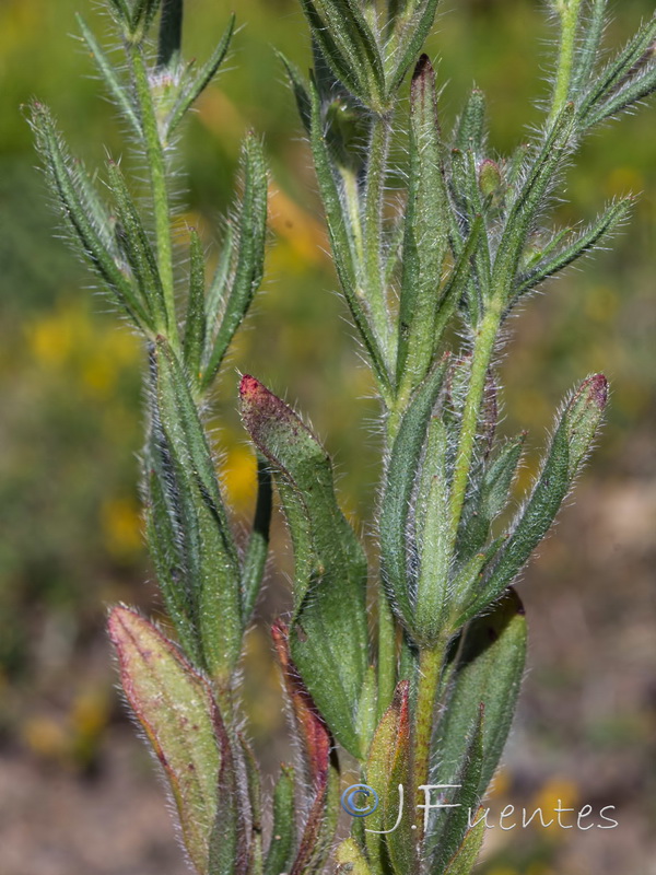 Tuberaria macrosepala.02