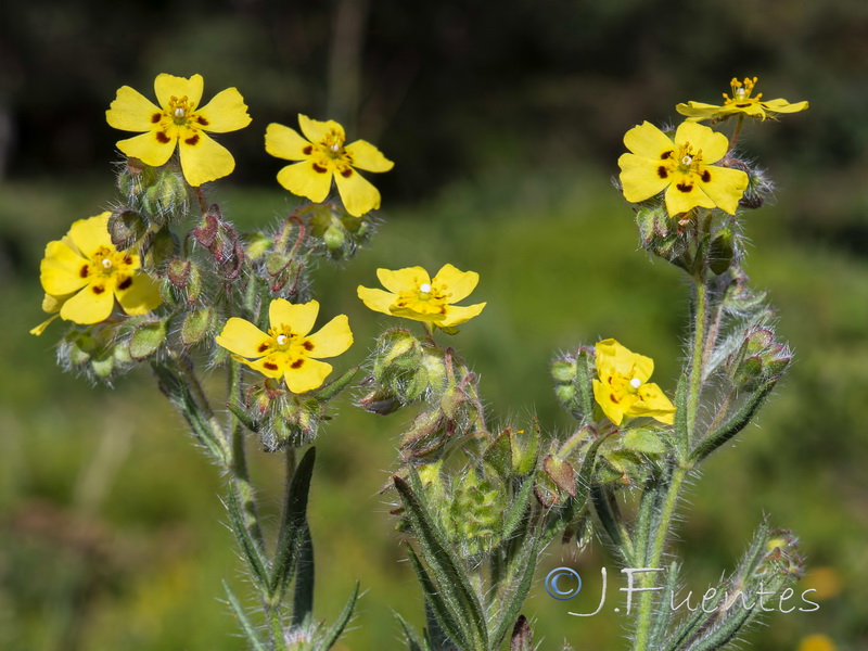 Tuberaria macrosepala.03
