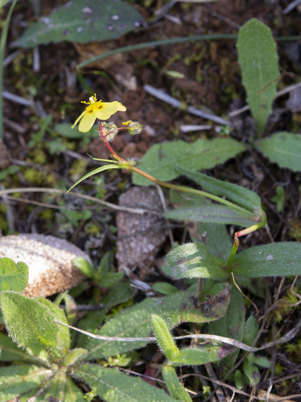 Tuberaria macrosepala.04