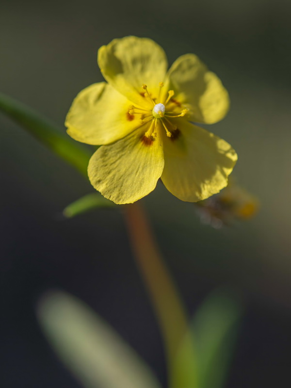 Tuberaria macrosepala.07
