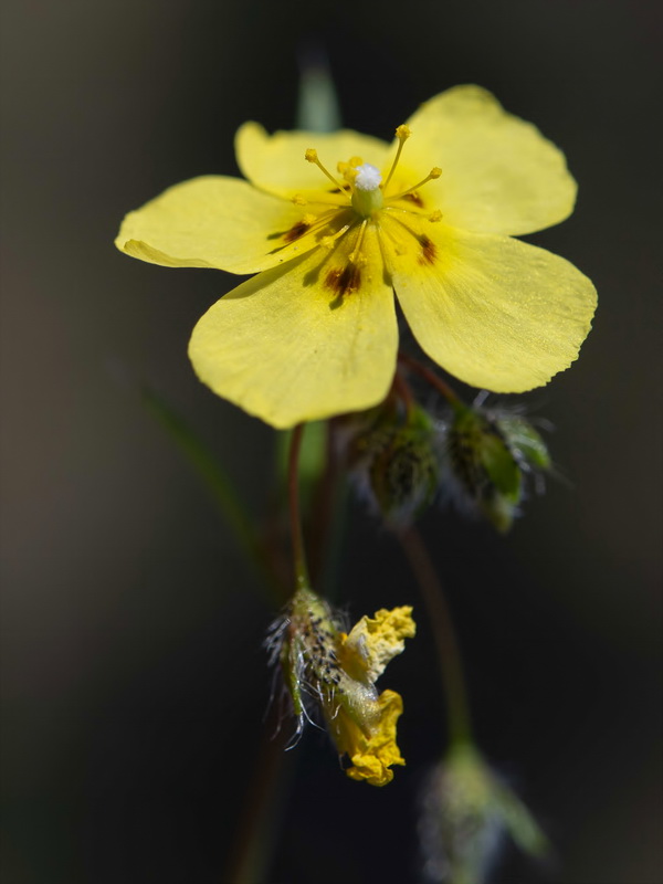 Tuberaria macrosepala.08