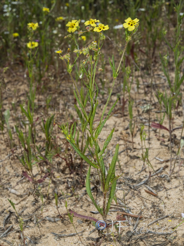 Tuberaria macrosepala.11