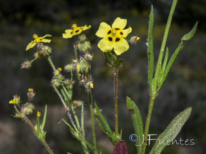 Tuberaria macrosepala.13