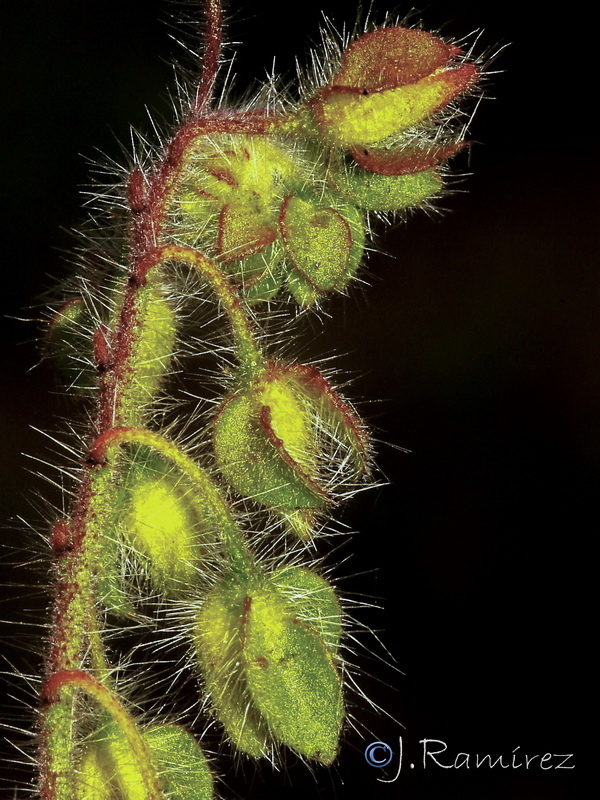 Tuberaria macrosepala.16