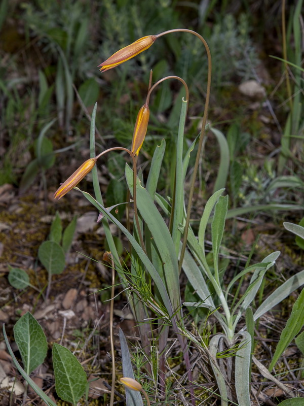 Tulipa sylvestris australis.02