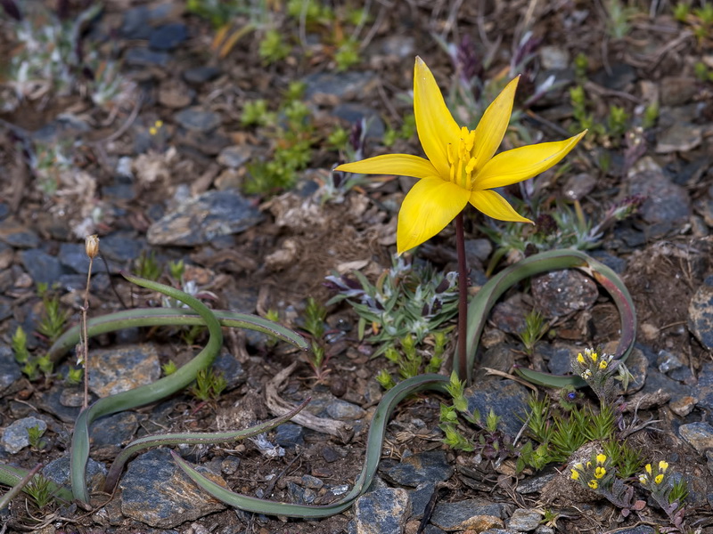 Tulipa sylvestris australis.04