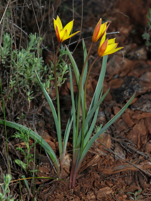 Tulipa sylvestris australis.05