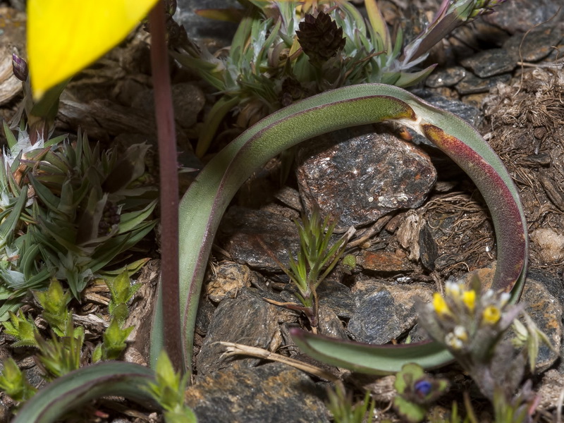 Tulipa sylvestris australis.08