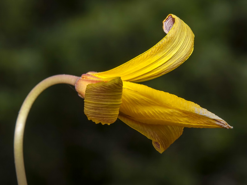 Tulipa sylvestris australis.14
