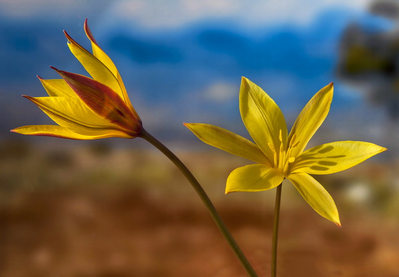 Tulipa sylvestris australis.17