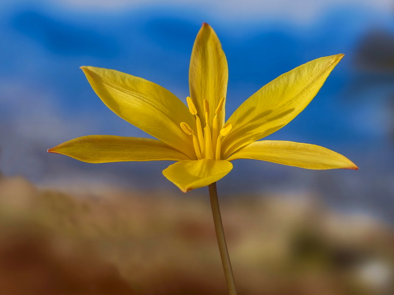 Tulipa sylvestris australis.18