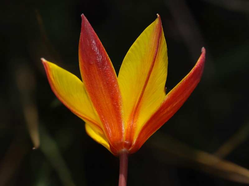 Tulipa sylvestris australis.22