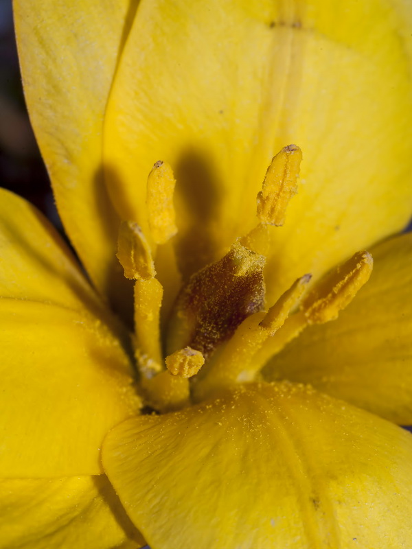 Tulipa sylvestris australis.24