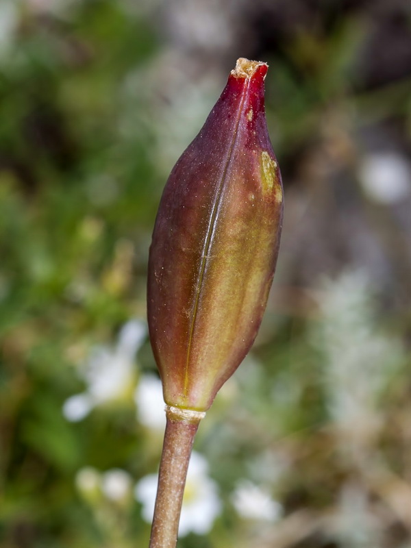 Tulipa sylvestris australis.25