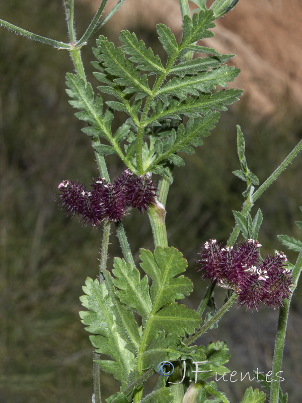 Turgenia latifolia.02