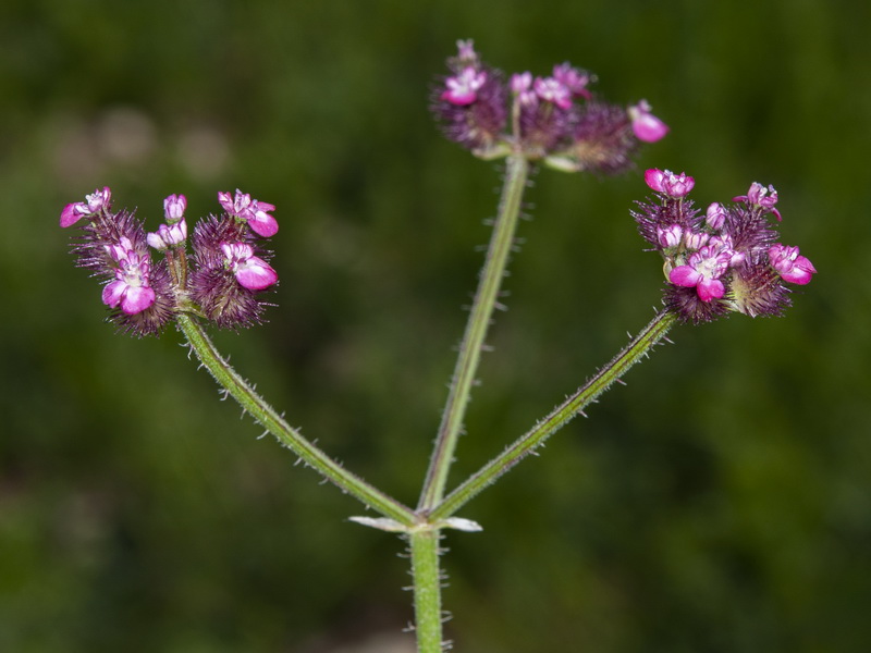 Turgenia latifolia.04