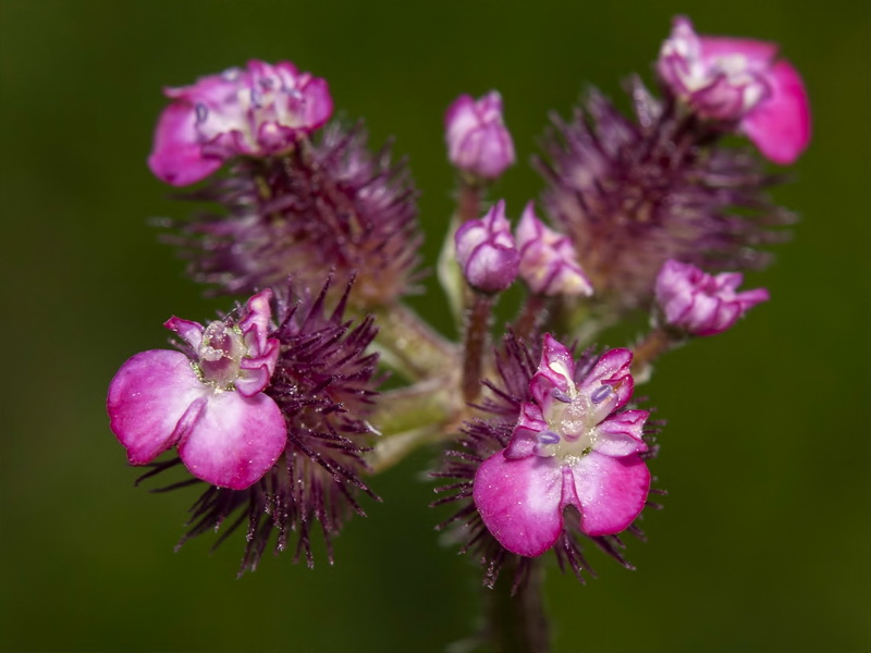 Turgenia latifolia.07