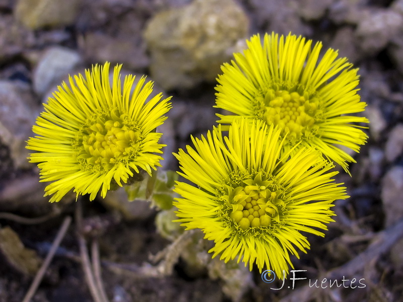 Tussilago farfara.12