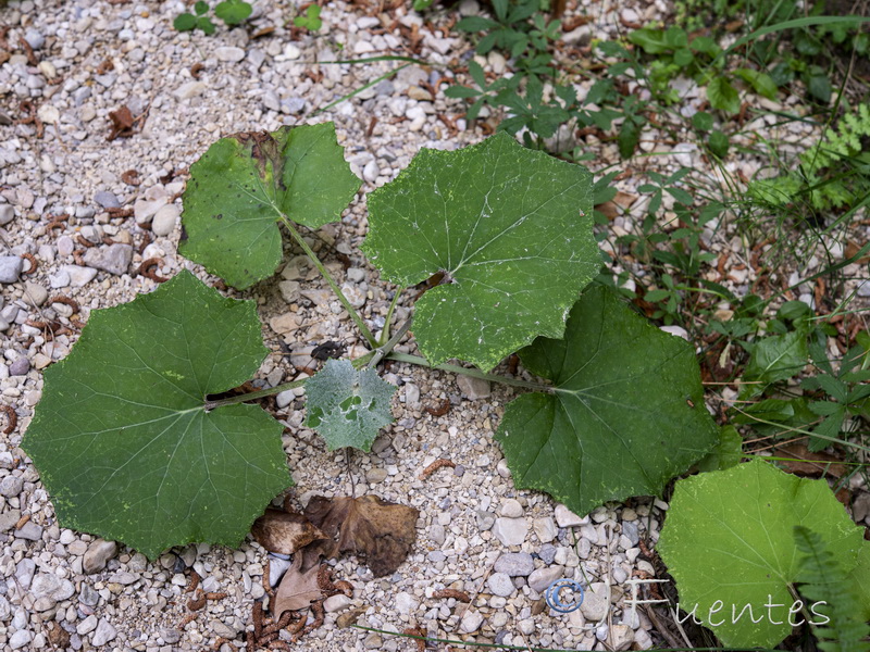 Tussilago farfara.17