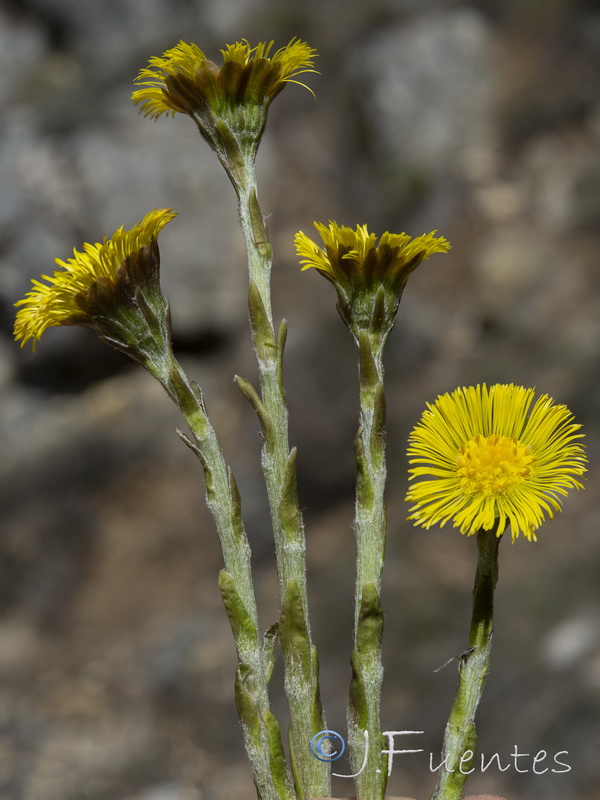 Tussilago farfara.13