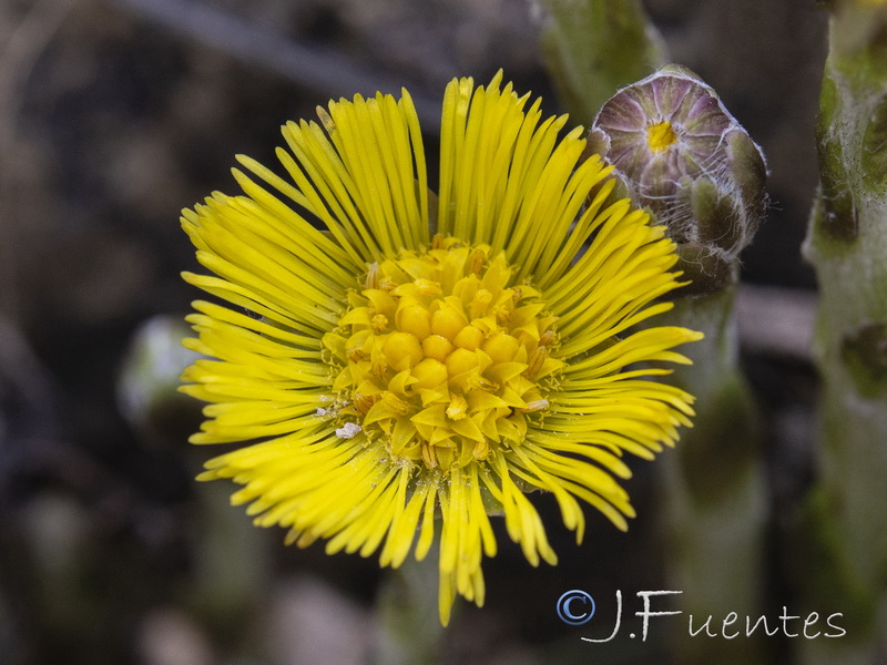 Tussilago farfara.19