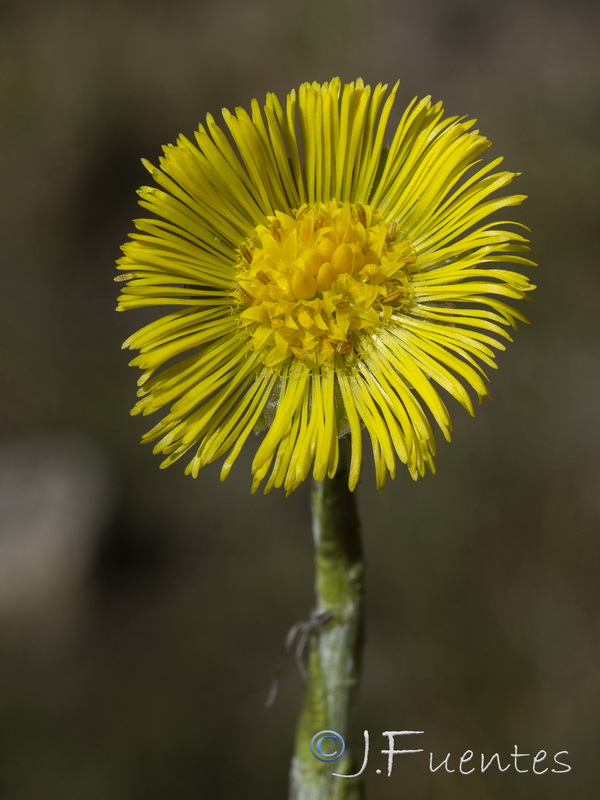 Tussilago farfara.20