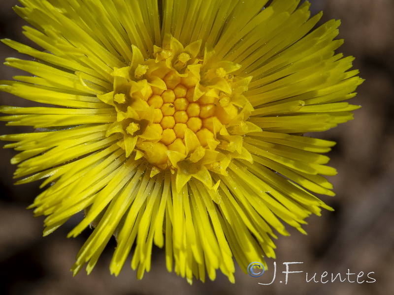 Tussilago farfara.21