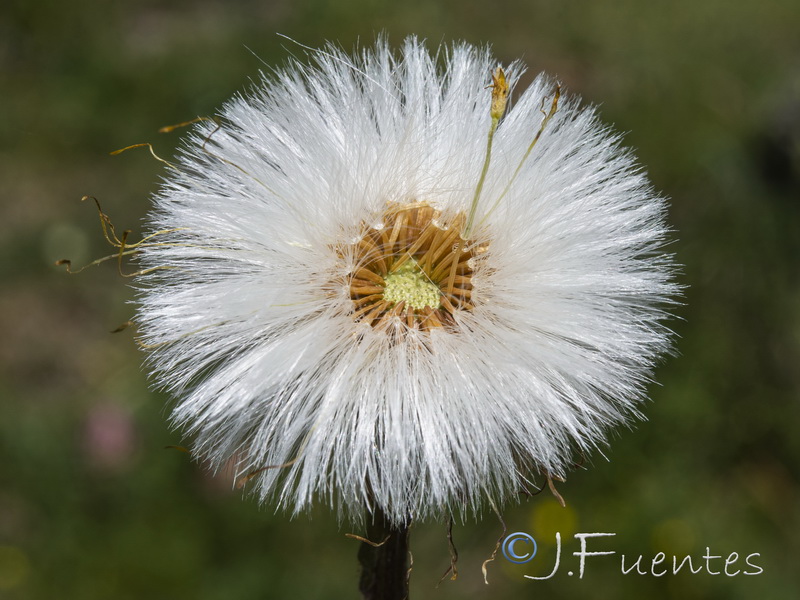 Tussilago farfara.23