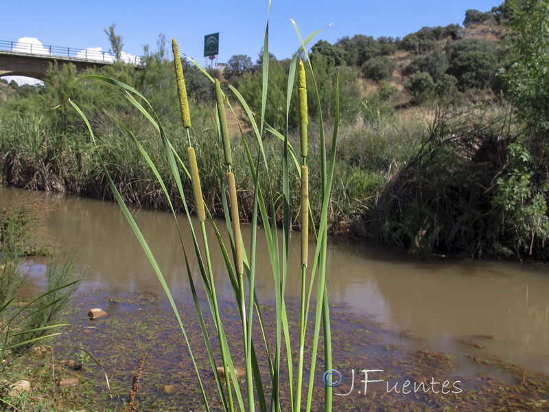 Typha angustifolia.01