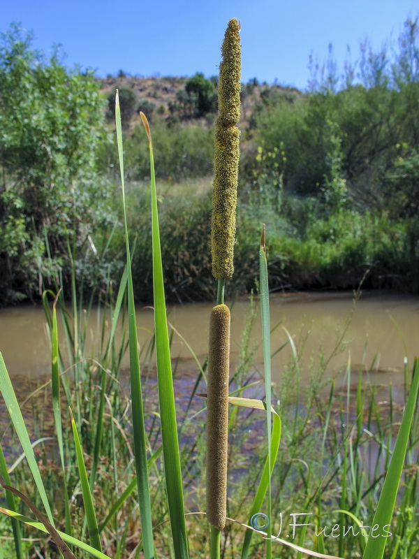 Typha angustifolia.03