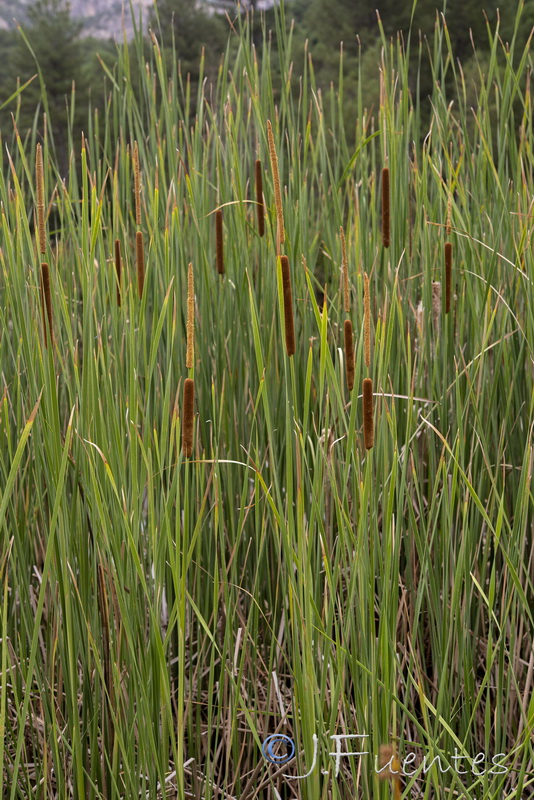 Typha angustifolia.04
