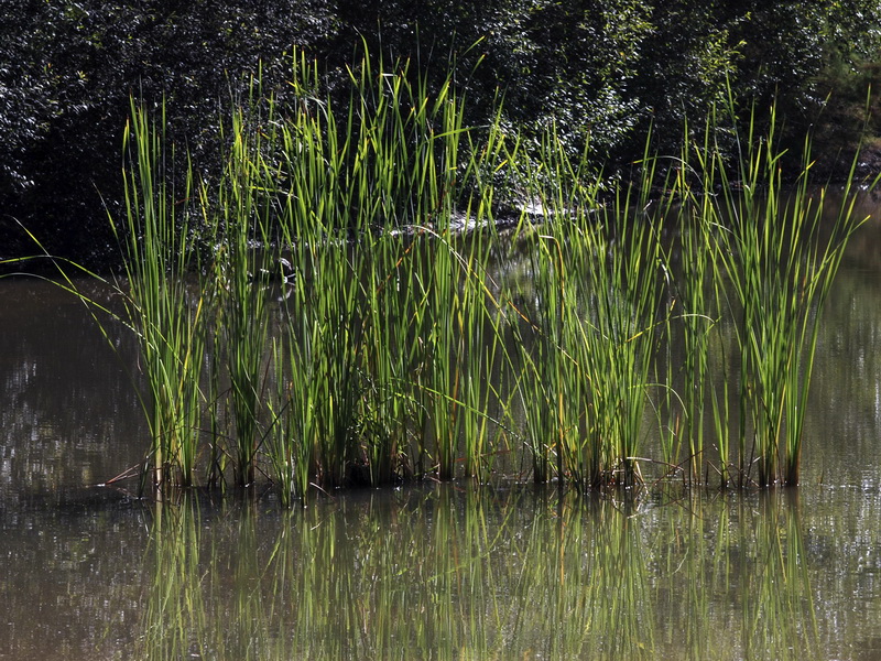 Typha domingensis.03