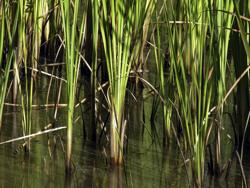 Typha domingensis.04