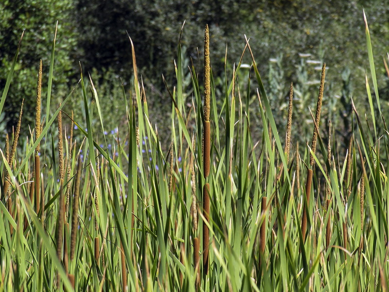 Typha domingensis.07