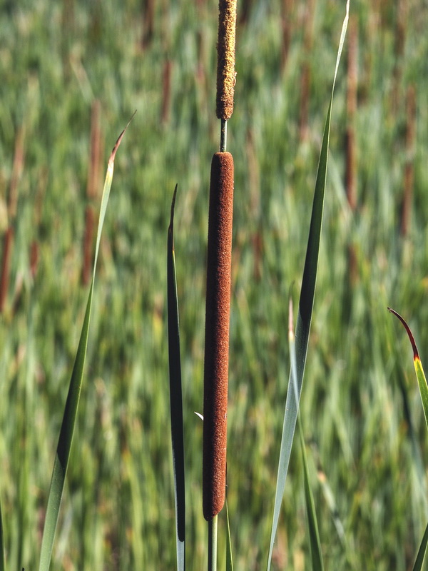 Typha domingensis.09