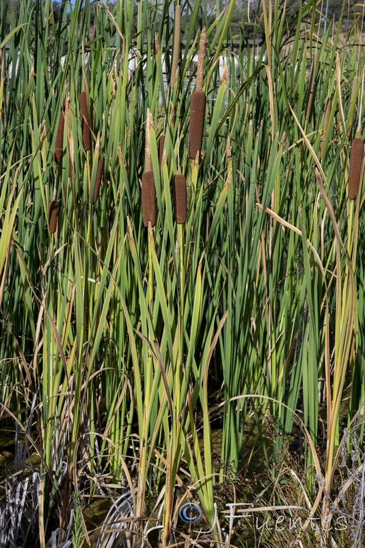 Typha domingensis.11