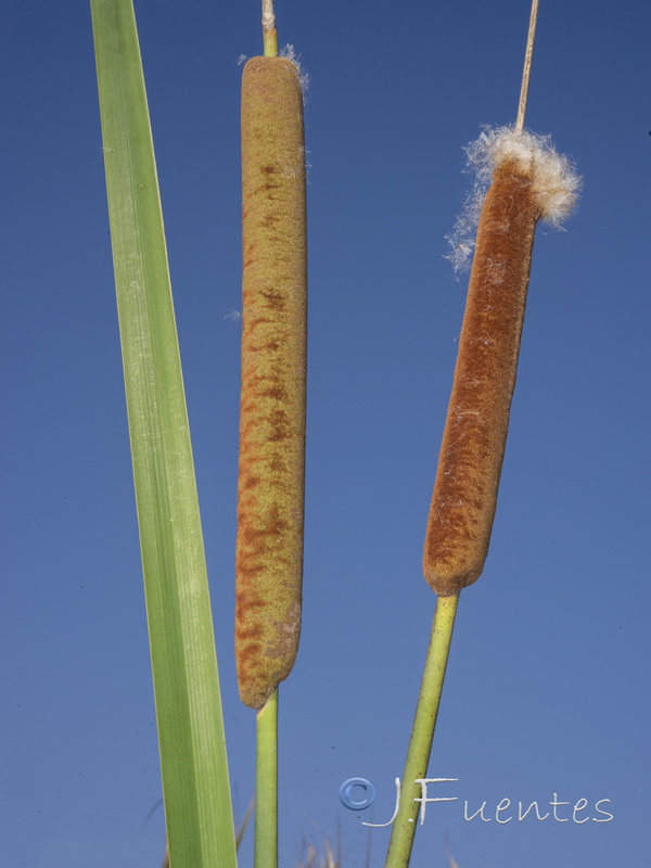 Typha latifolia.01