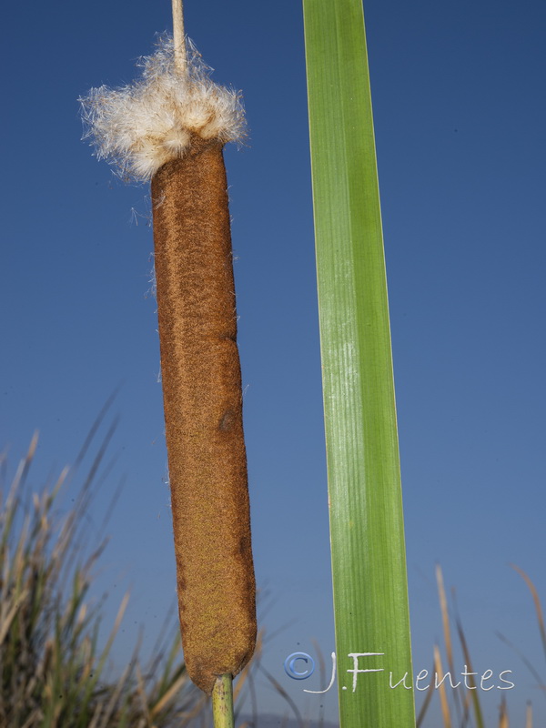 Typha latifolia.02