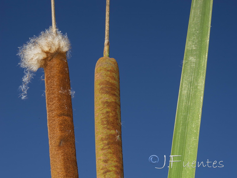 Typha latifolia.03