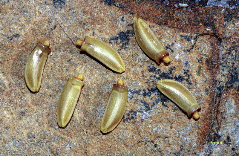Tyrimnus leucographus.10